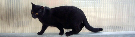 laufende schwarze Katze